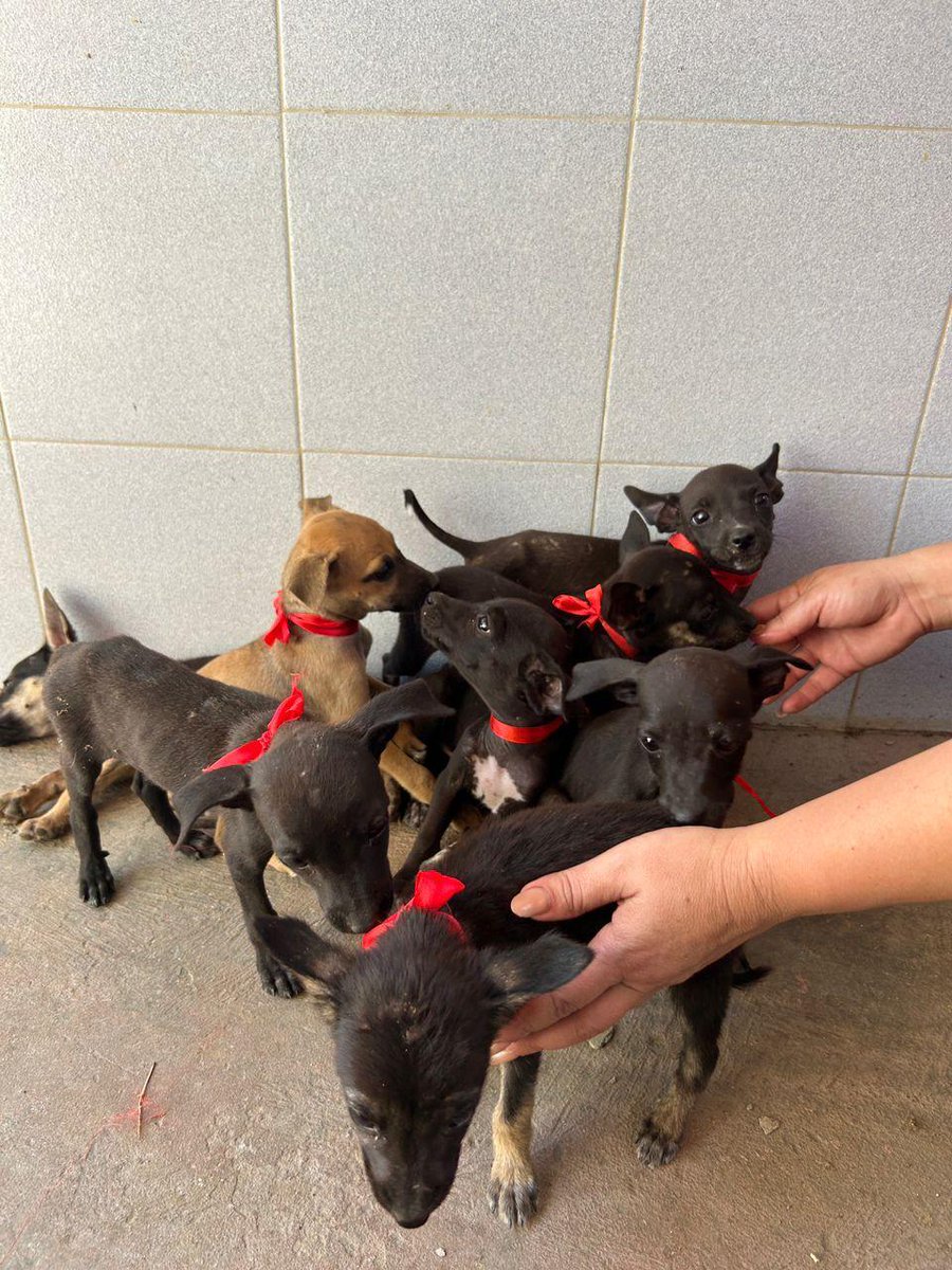 margaritapets tweet media