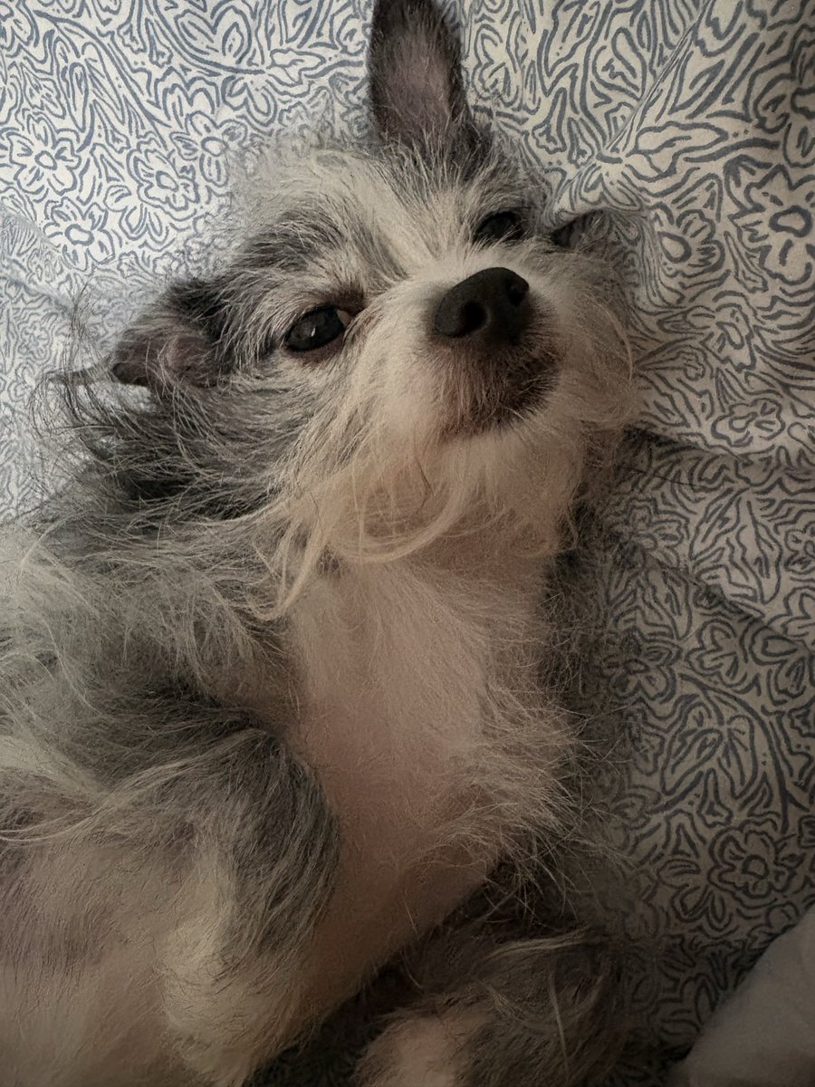 yoyeonie's tweet image. happy thursday everyone! ໒(＾ᴥ＾)७
#almostfriday 🌼