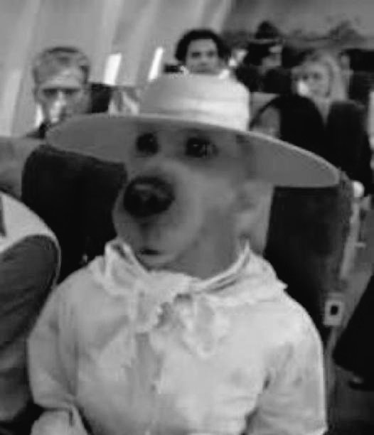 CogeVaca casado tweet media