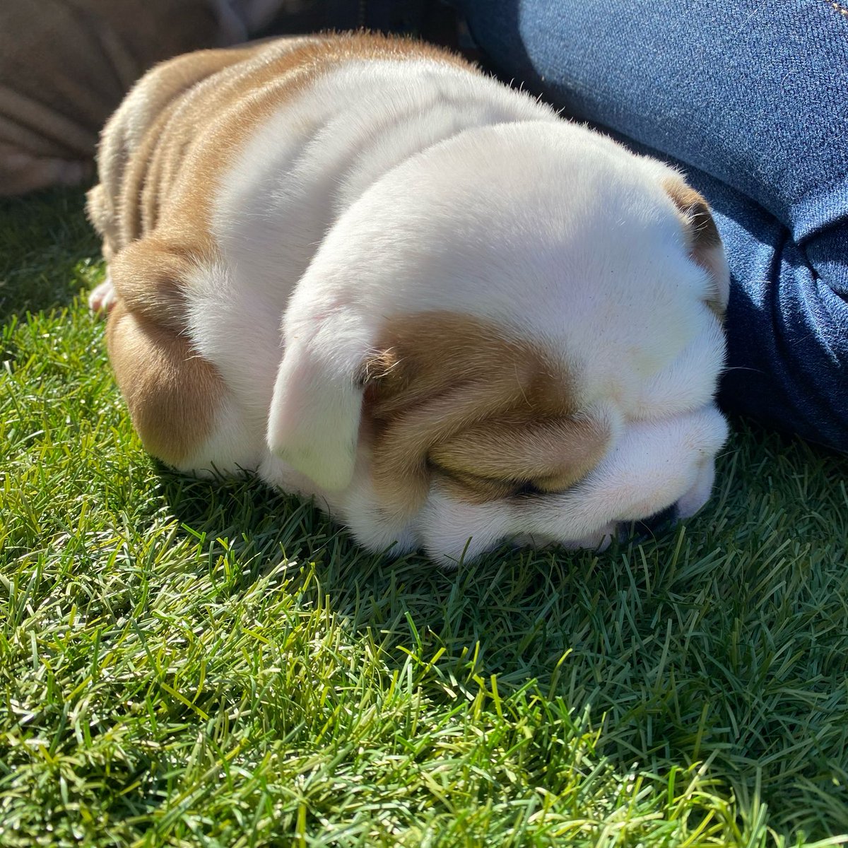 barney_bulldog's tweet image. Even 6 years ago I was enjoying my sun puddles, and already practicing for closed Mondays too ☀️ 💤 Happy #ThrowbackThursday 🐶🐾❤️ Barney #BarneyTheBulldog #DogsOfTwitter #DogsOfIG #EnglishBulldog