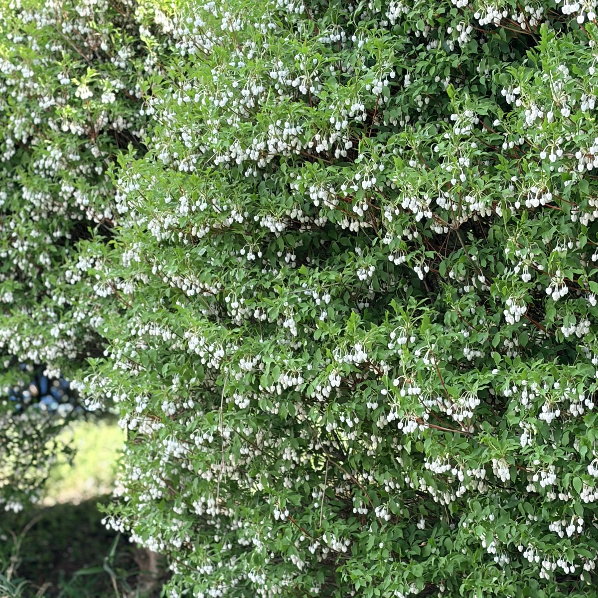 きゆんꪔ̤̥ꕤうさ耳キュート tweet media