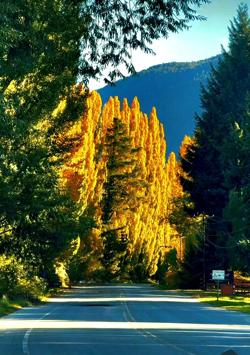 lfsur's tweet photo. ¡Buen día! ¡Caminito de otoño! 
El Bolsón.
Patagonia 🇦🇷🧉🍁 https://t.co/GR6BWHYdSW