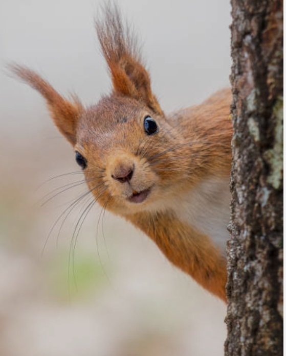 இ.சுரேஷ் குமார் tweet media