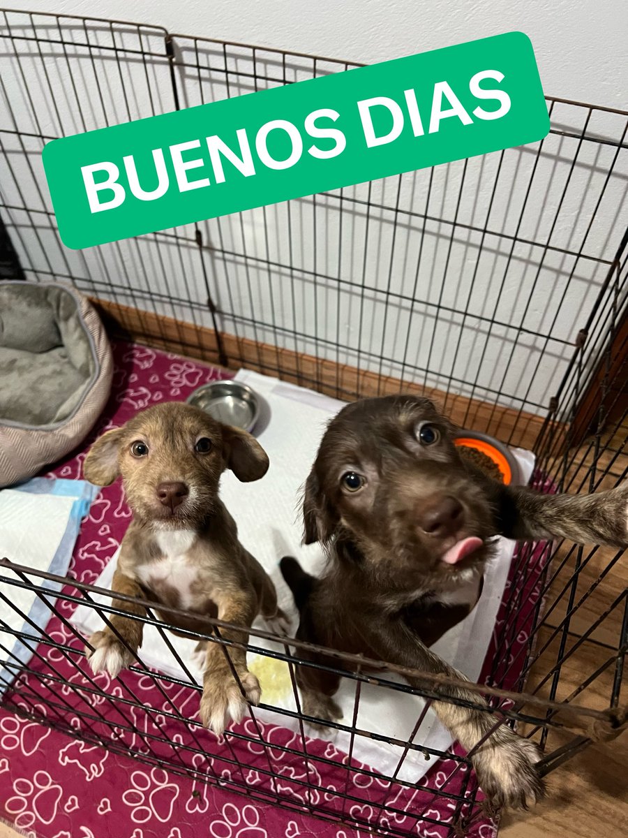 peravi's tweet image. Hola 👋🏼 
Actualización de #Matcha y #Chai 
Bueno estos dos bebés pronto estarán en adopción pero mientras eso sucede tienen que seguir tomando su vitaminas y gastan pañales como no tiene idea. Nos donaron algunos paquetes pero ya se acabaron 🥹 

Si puedes ayudarlos 
Yape/plin: