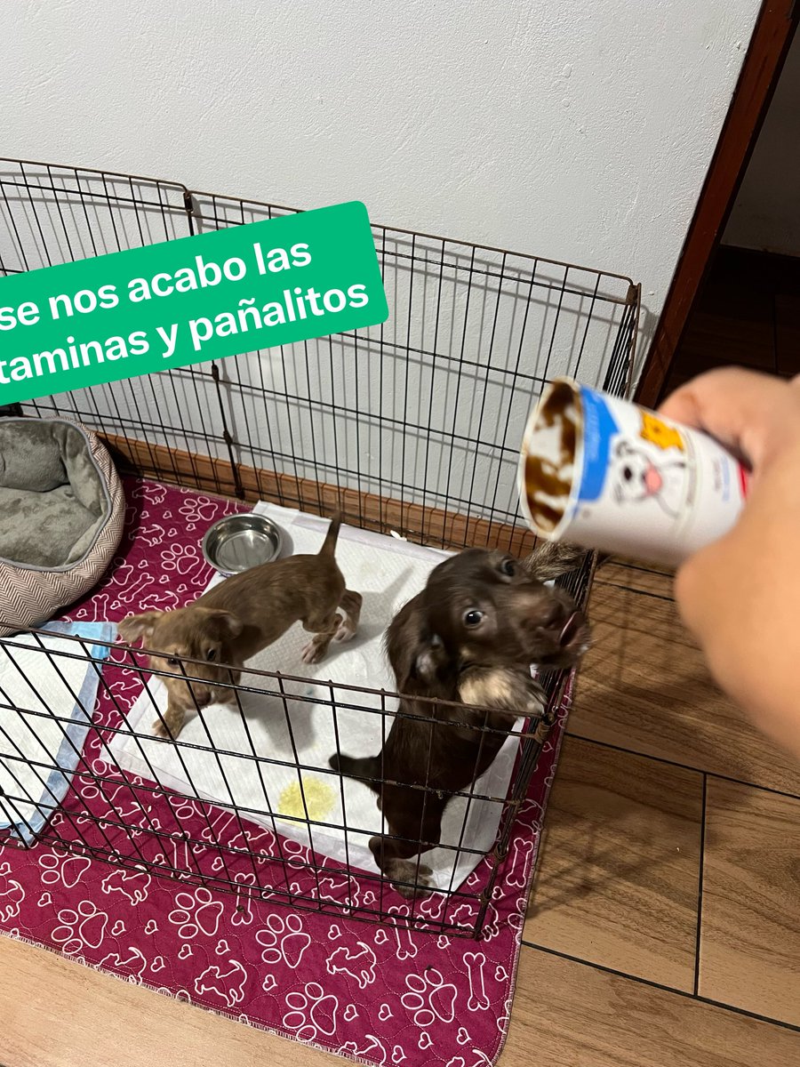 peravi's tweet image. Hola 👋🏼 
Actualización de #Matcha y #Chai 
Bueno estos dos bebés pronto estarán en adopción pero mientras eso sucede tienen que seguir tomando su vitaminas y gastan pañales como no tiene idea. Nos donaron algunos paquetes pero ya se acabaron 🥹 

Si puedes ayudarlos 
Yape/plin: