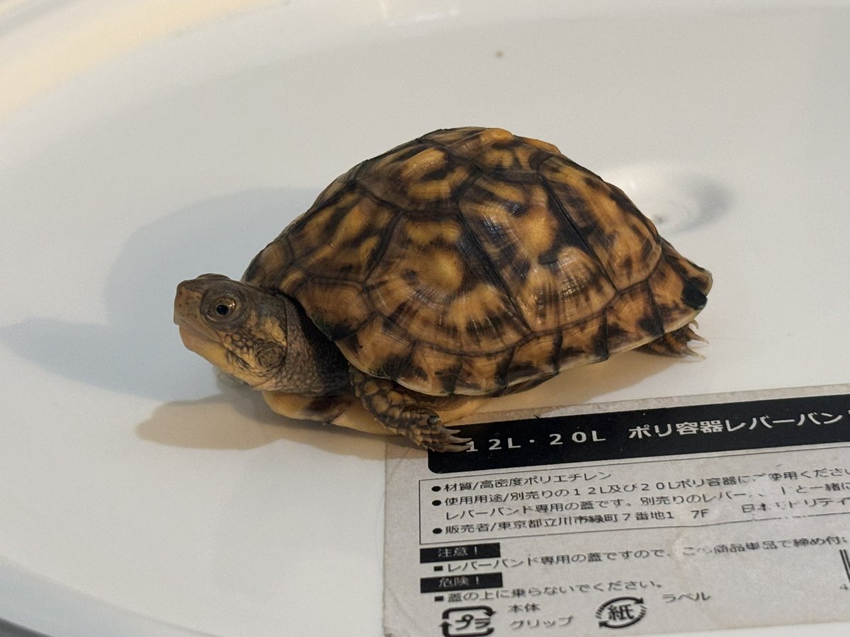 Kame_B_'s tweet photo. チビトウブかわゆし
#トウブハコガメ https://t.co/qppD7iTF4l