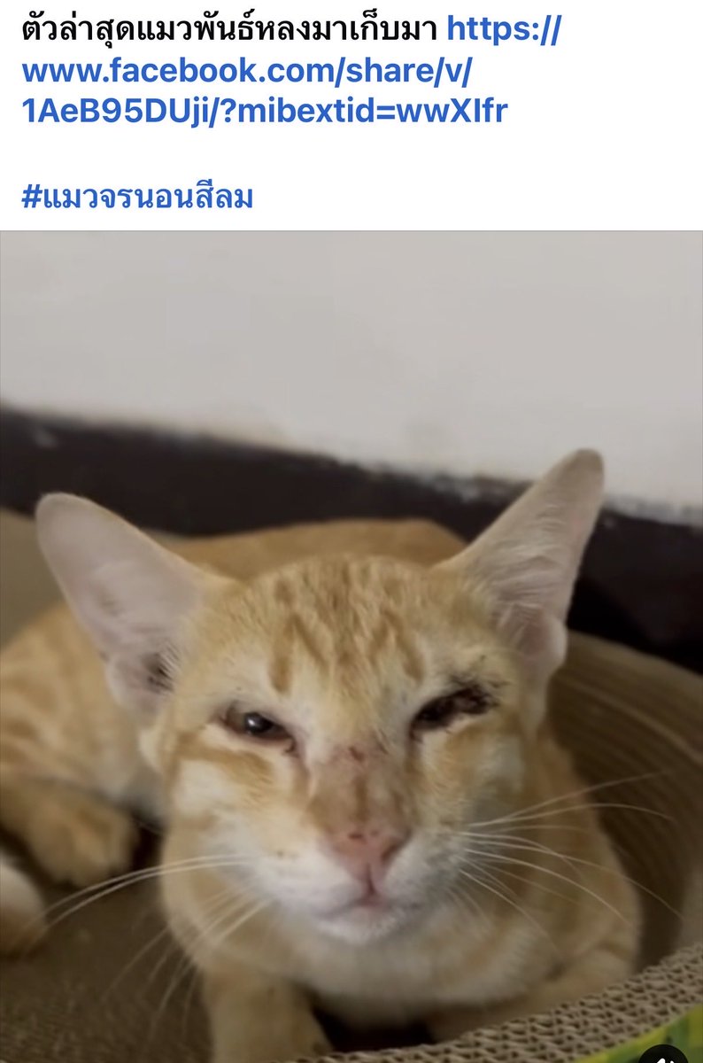 llWSSWll 💜🖤#น้องบุญรอดใจสู้ tweet media