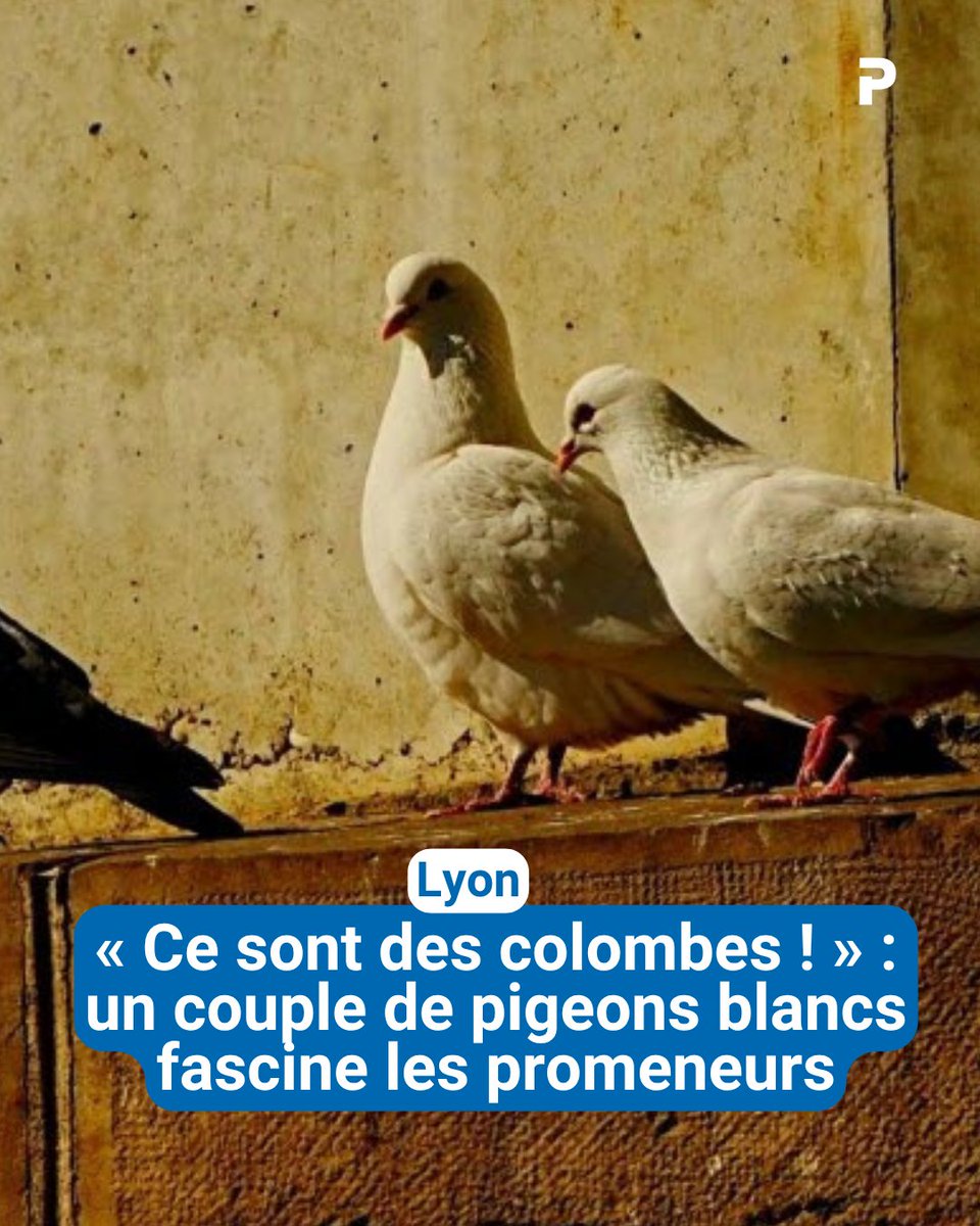 leprogreslyon's tweet image. 🕊️ Sous le pont Raymond-Poincaré, entre #Lyon et #Villeurbanne, un couple de « colombes » blanches intrigue les passants depuis le début du #printemps.
➡️ l.leprogres.fr/FMY