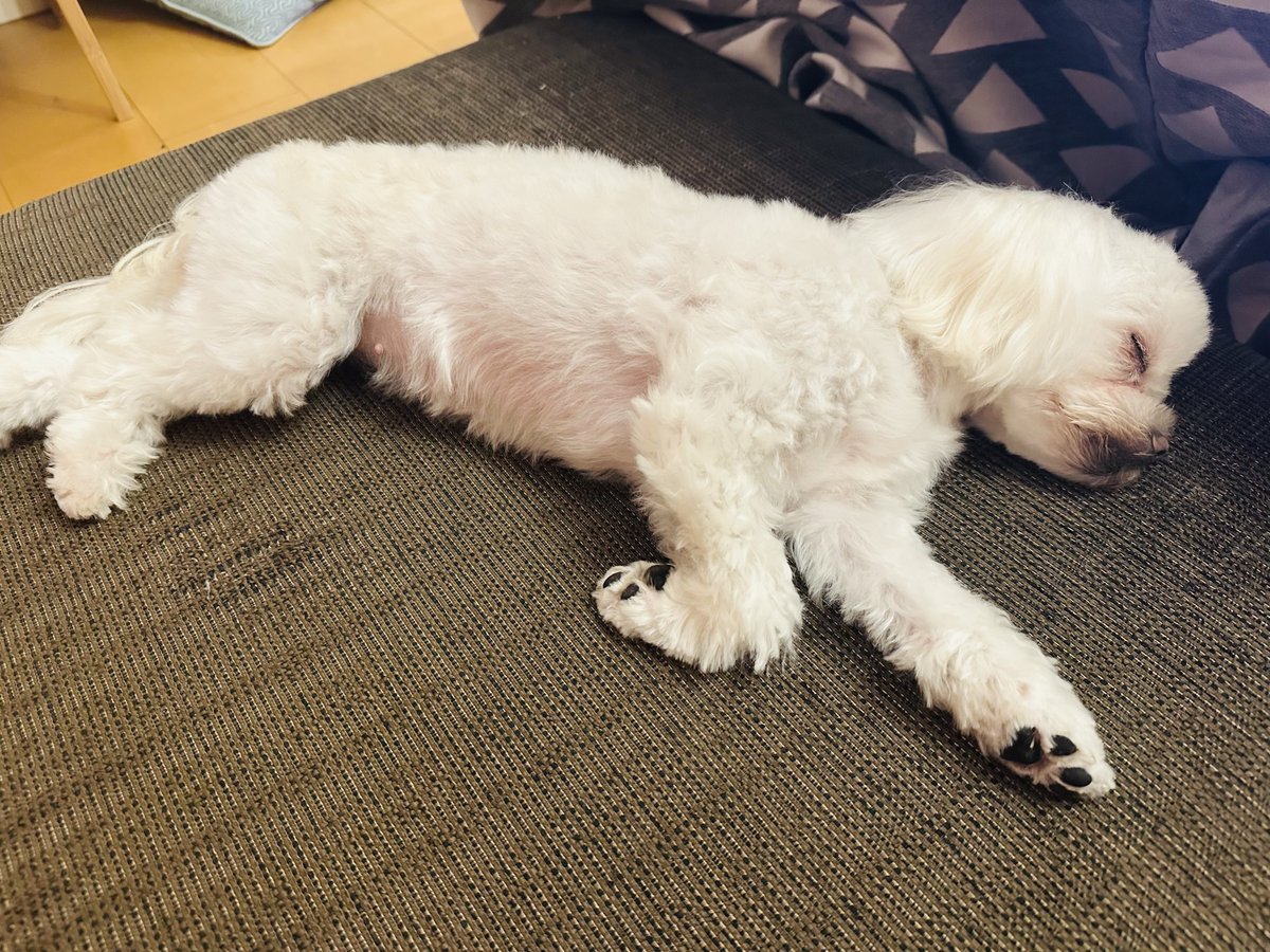 pvs aka duff tweet media