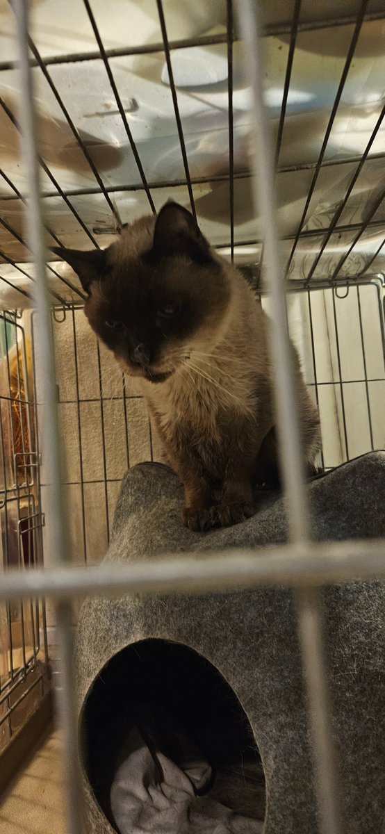 necorumi's tweet photo. 猫カフェの様子
自由に過ごしているねこたち
こめさん顔太った？ https://t.co/haxwIqlDtB