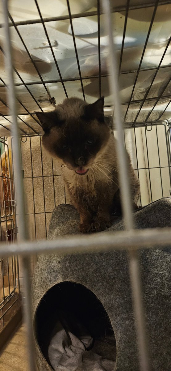 necorumi's tweet photo. 猫カフェの様子
自由に過ごしているねこたち
こめさん顔太った？ https://t.co/haxwIqlDtB