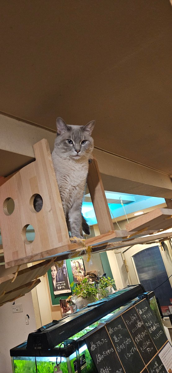 necorumi's tweet photo. 猫カフェの様子
自由に過ごしているねこたち
こめさん顔太った？ https://t.co/haxwIqlDtB