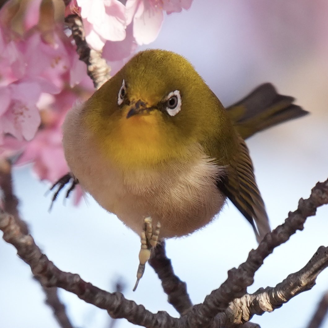 ぽかり tweet media