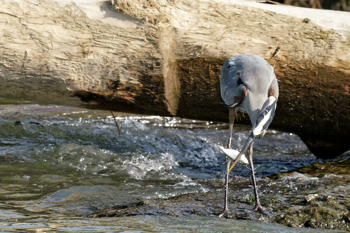 Pat Dooley tweet media