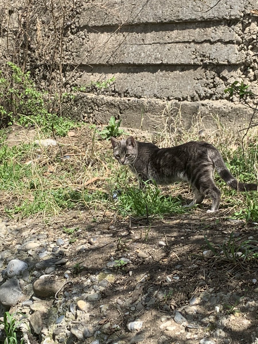 GREEKMYTH0LOGY's tweet photo. kitties... https://t.co/nh5alanEll