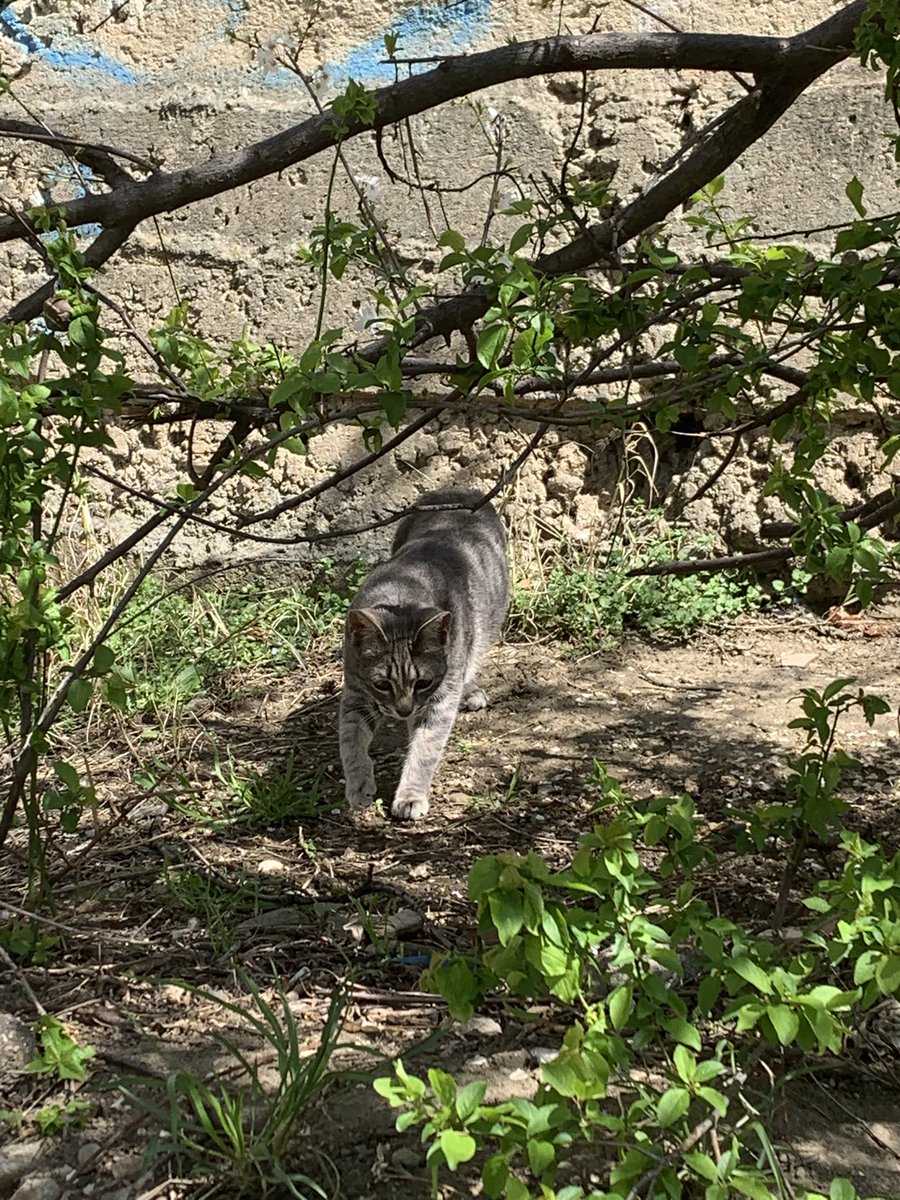 GREEKMYTH0LOGY's tweet photo. kitties... https://t.co/nh5alanEll