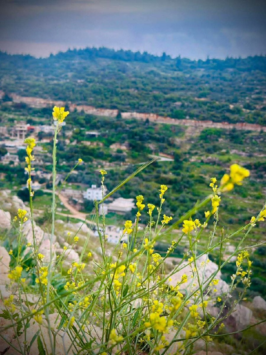 Motasem A Dalloul tweet media