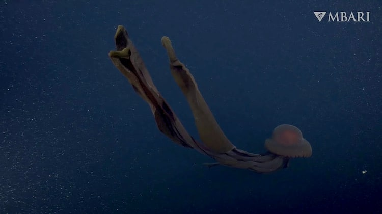 Marycom_15's tweet photo. my beautiful jellyfish queen and her fucked up looking tiny servant https://t.co/fkawY89Sse