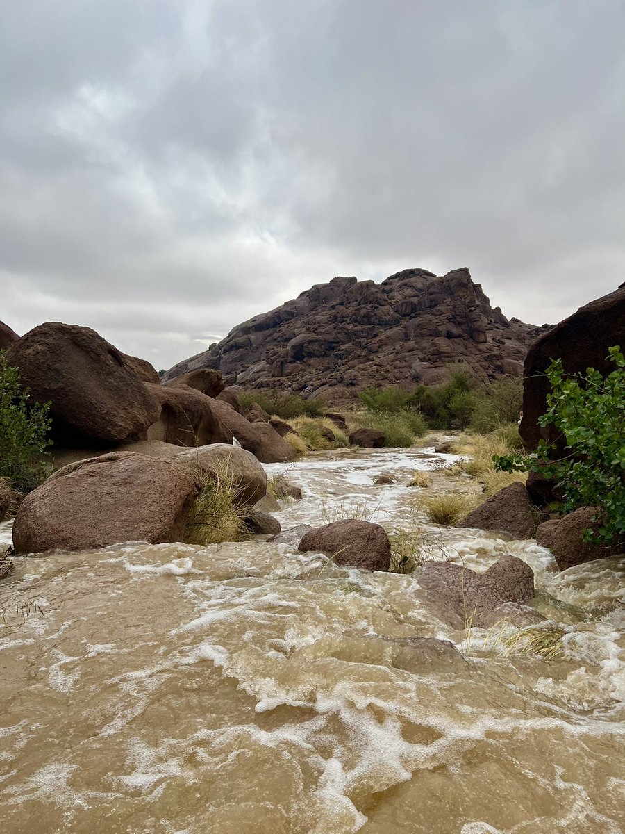 المملكة tweet media