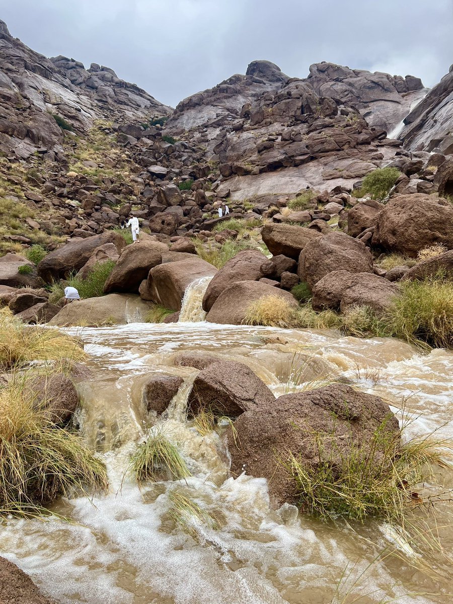 المملكة tweet media