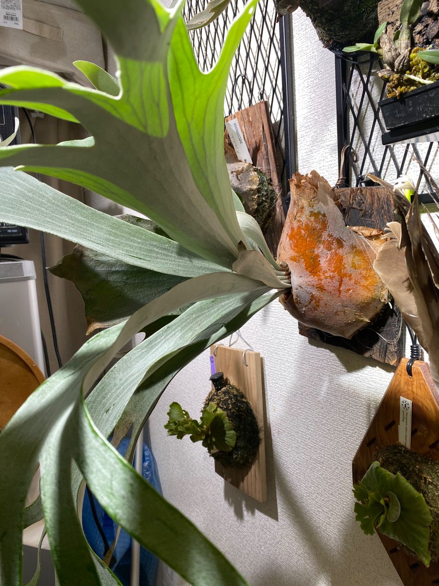 黝鷹司@デザフェス:A179-183/うにかじき tweet media