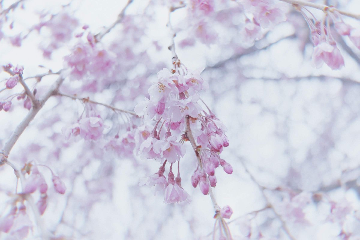 tsureduren0's tweet photo. 明け方、濡れる桜の静寂を掬い上げた https://t.co/vcieEDIqLt