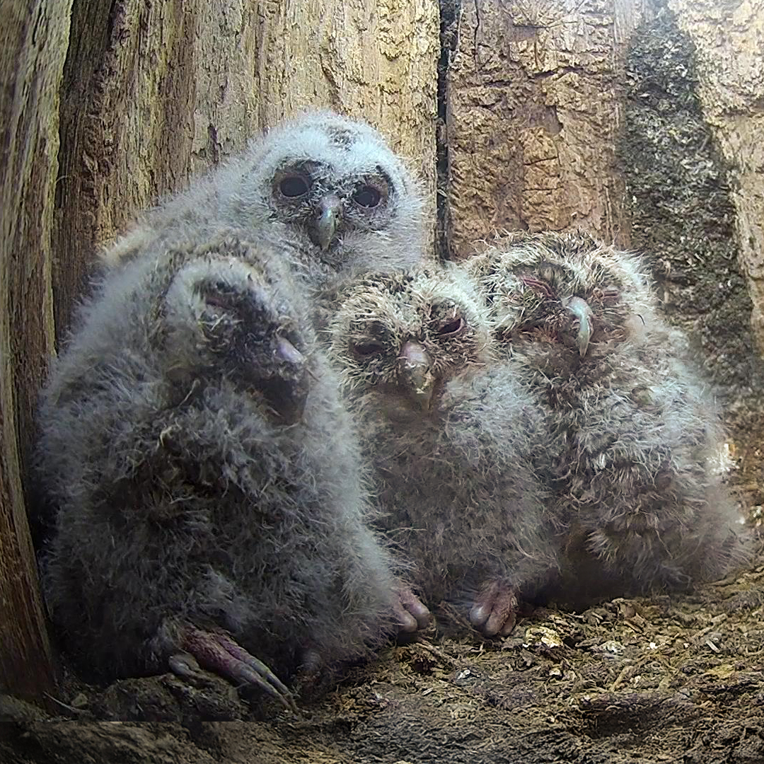 They're called Bolt, Breeze, Gale &amp; Rain 🦉🌧️
Inspired by a storm as the chicks hatched, these names won 37% of a total of 2,485 votes 
👏Who thinks they suit their new names? 👀
robertefuller.com/pages/live-fro…