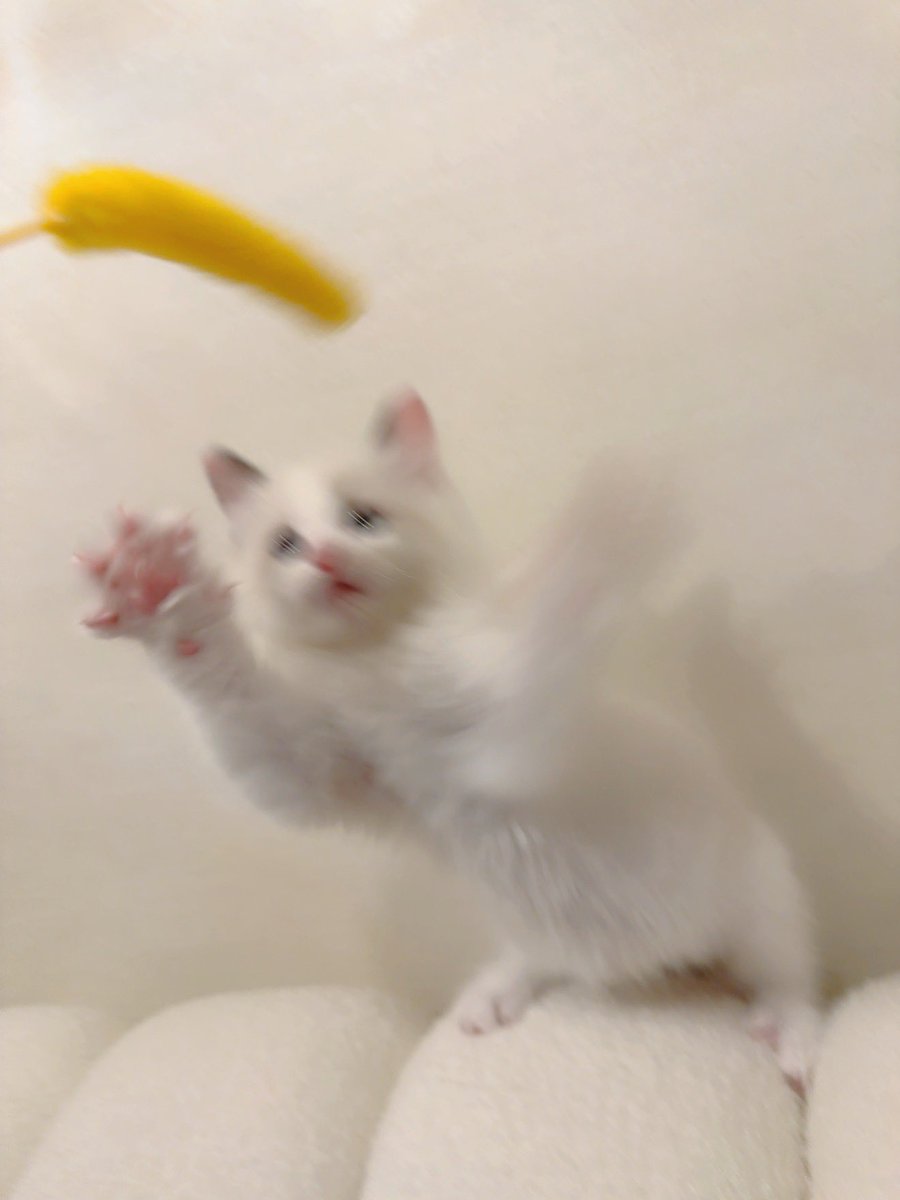 みうふぃ🐇 tweet media