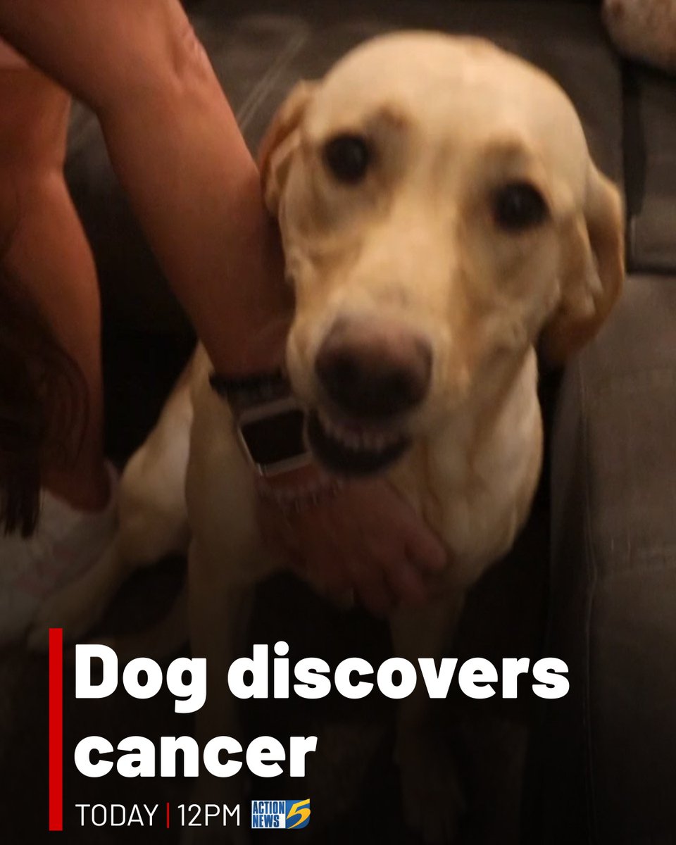 WMCActionNews5's tweet image. Dogs are often considered “man’s” best friend but in one woman’s case her Labrador became her lifesaver. InvestigateTV+ uncovers the story today at 12pm on Action News 5. 

#Dogs #Safety #Labrador #Inspiring #InvestigateTV