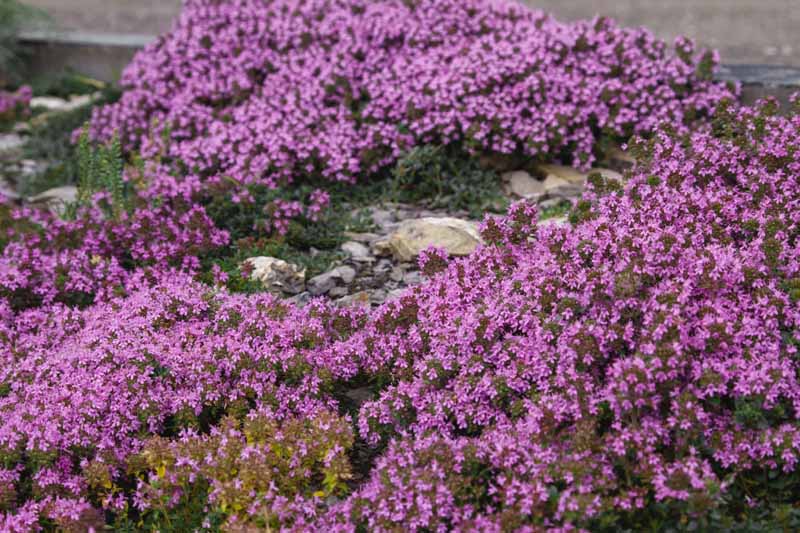 Gardeners_Path_'s tweet image. How to Grow Creeping Thyme as an Aromatic Ground Cover - Creeping thyme serves as a delightfully fragrant ground cover and pollinator attractor. Learn how to grow this multipurpose herb now on Gardener's Path. gardenerspath.com/plants/herbs/g… #thyme