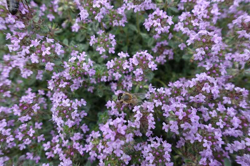 Gardeners_Path_'s tweet image. How to Grow Creeping Thyme as an Aromatic Ground Cover - Creeping thyme serves as a delightfully fragrant ground cover and pollinator attractor. Learn how to grow this multipurpose herb now on Gardener's Path. gardenerspath.com/plants/herbs/g… #thyme