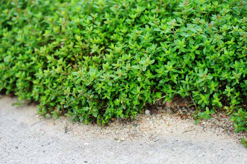 Gardeners_Path_'s tweet image. How to Grow Creeping Thyme as an Aromatic Ground Cover - Creeping thyme serves as a delightfully fragrant ground cover and pollinator attractor. Learn how to grow this multipurpose herb now on Gardener's Path. gardenerspath.com/plants/herbs/g… #thyme