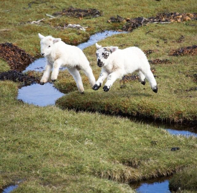 horse dentist tweet media