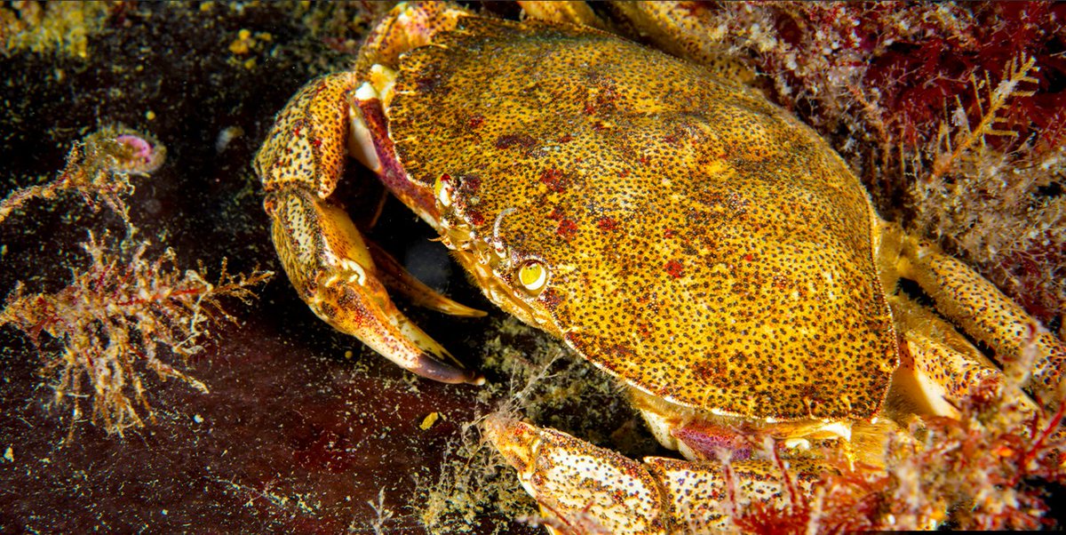 Fisheries and Oceans tweet media