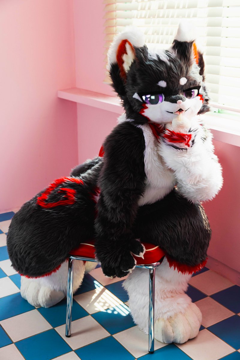 치비 / Chibi ≽^•⩊•^≼ tweet media