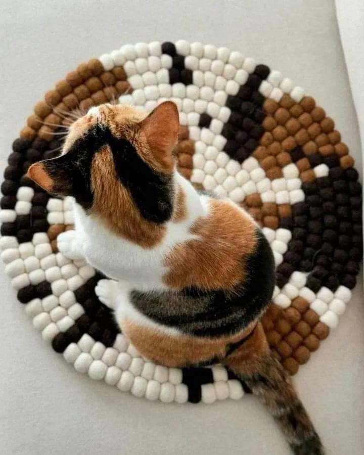 taty902204's tweet photo. a camuflagem mais fofa que vc vai ver hoje! 🐈 🤎 https://t.co/o4IieNAPes