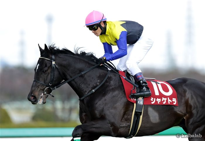 競馬ラボ tweet media