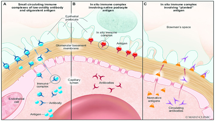 Mayo Clinic Proceedings tweet media
