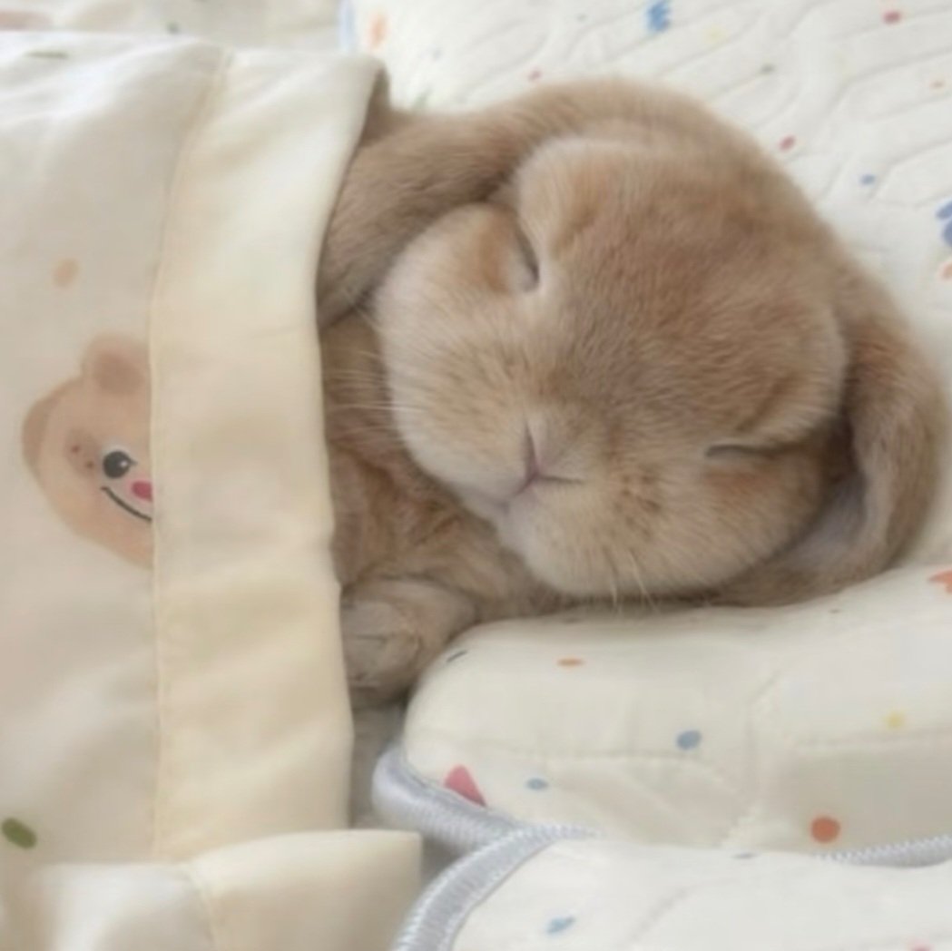 123456🦐 tweet media