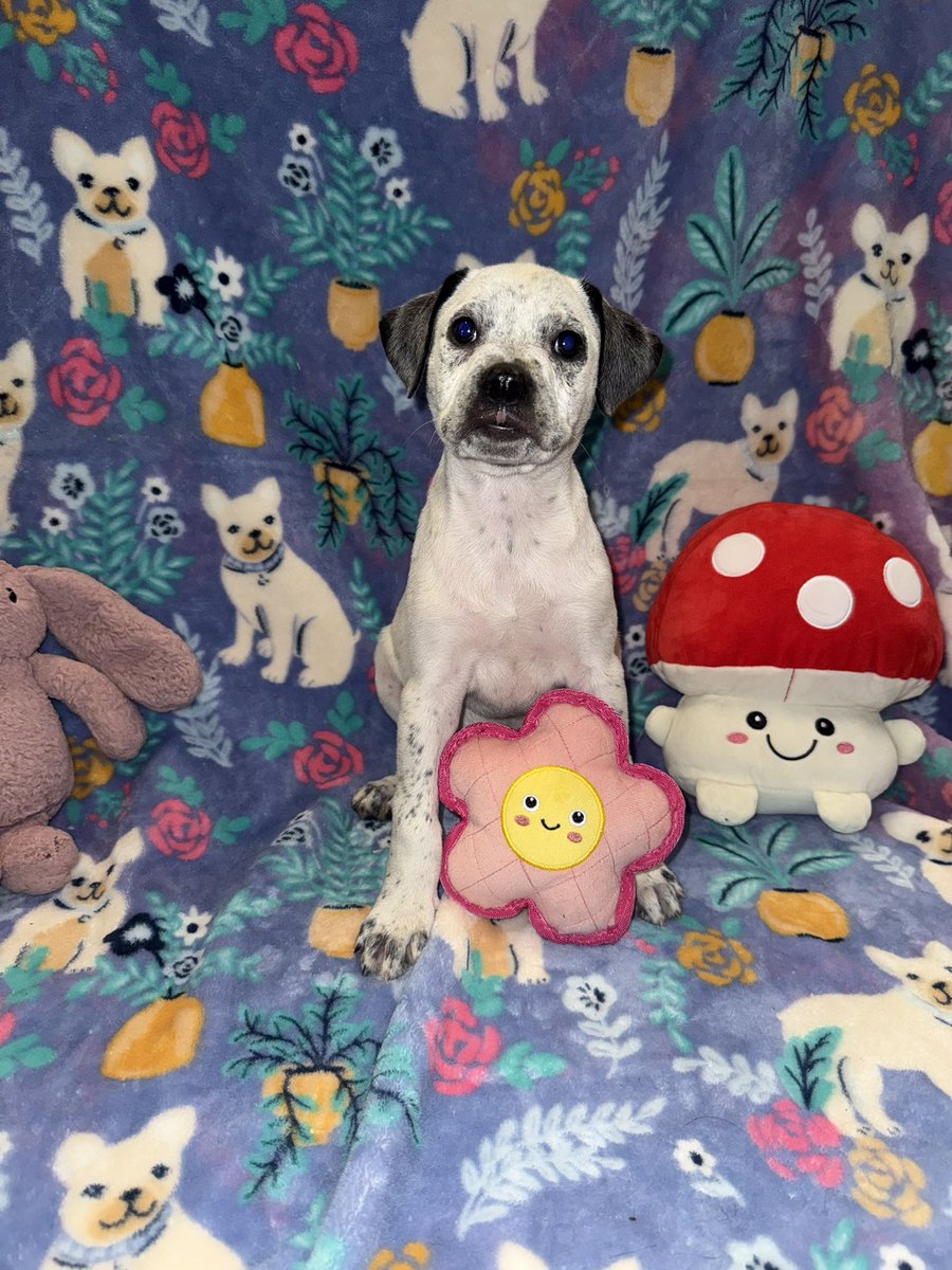 Nugget is accepting applications!
Sweet friendly boy, 8 weeks old.
Boxer mix ♥️
Nationwide transport!
RescueCoop.Org