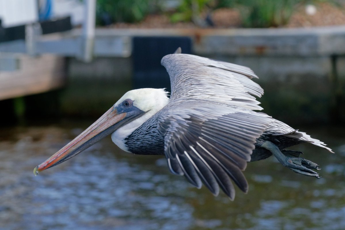 Pat Dooley tweet media