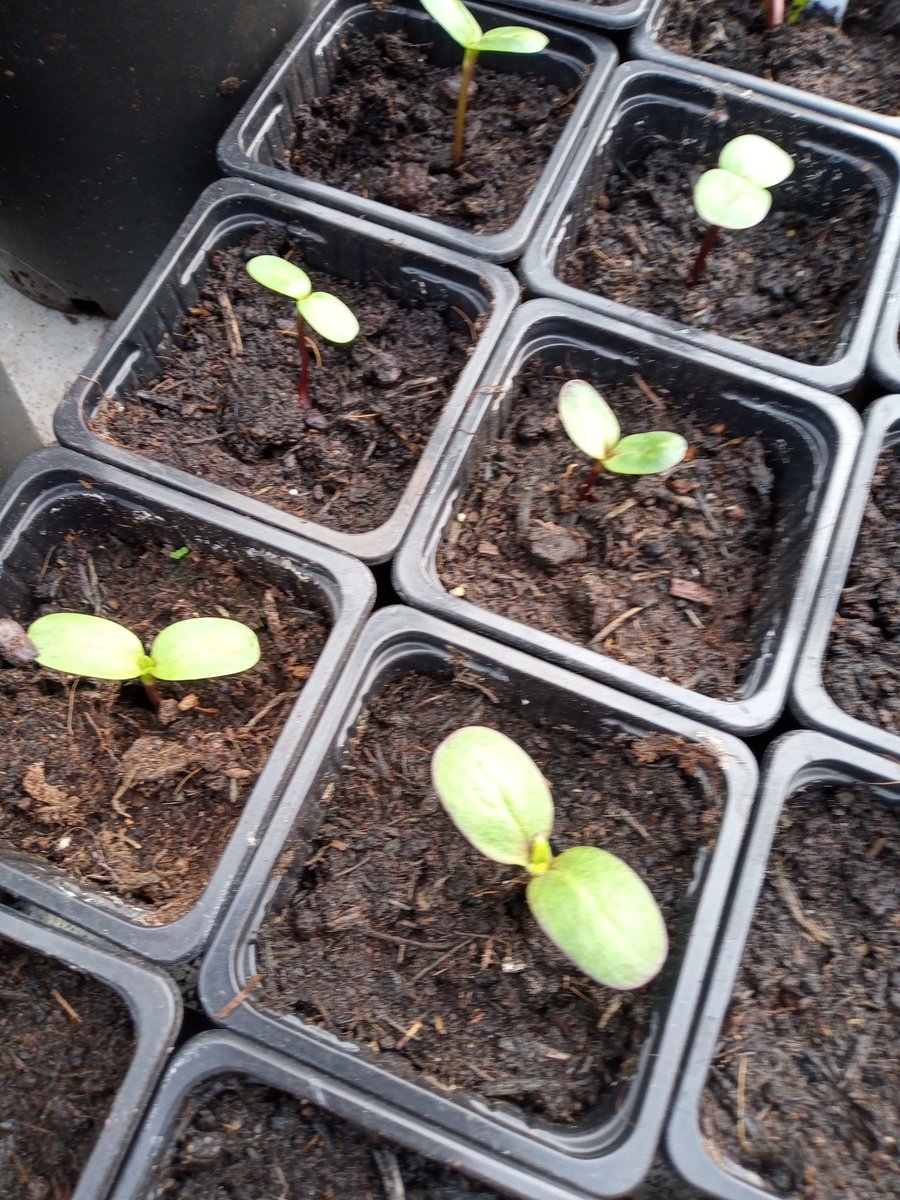 Alan Gardner 💙 tweet media