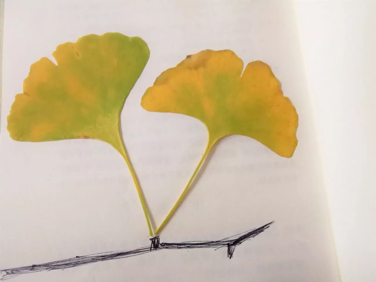 Cable Leger tweet media