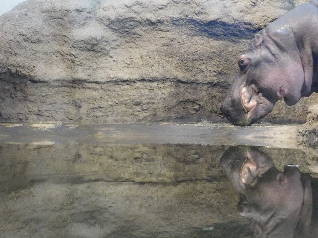 kabamirutori's tweet image. 17日は円山のドンさんの月命日🦛🪻
2年10ヶ月経った今でも、静かな、でも時に強い眼差しや老いた背中で語るものは何だったろうかと、ぼんやり想う日があります。
あらためてありがとう、ドンさん🍀
(2022.10.14撮影/再掲)
#カバ #ドン #円山動物園  #追憶