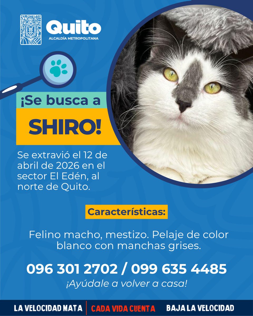 UBAQuito's tweet photo. 📣 #AlertaMePerdí | Tu ayuda puede marcar la diferencia. ¡Únete a la búsqueda y comparte! Juntos podemos darle un final feliz 🏡. https://t.co/SRaYFW3gw7