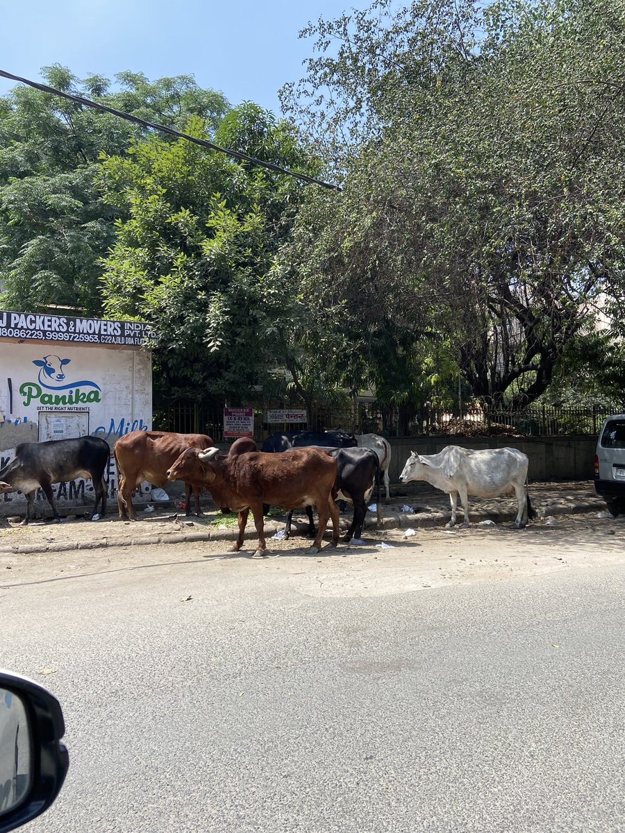 AroraAmarnath's tweet photo. @MCD_Delhi @gupta_rekha
Please help us residents of Road No. 33, Punjabi Bagh Extn (West) to get rid of cattle being there on road. It was very dangerous and harmful for us. The whole area has started stinking so much now.
We request you to kindly take action on this issue 🙏🏼 https://t.co/e706eDtZhQ