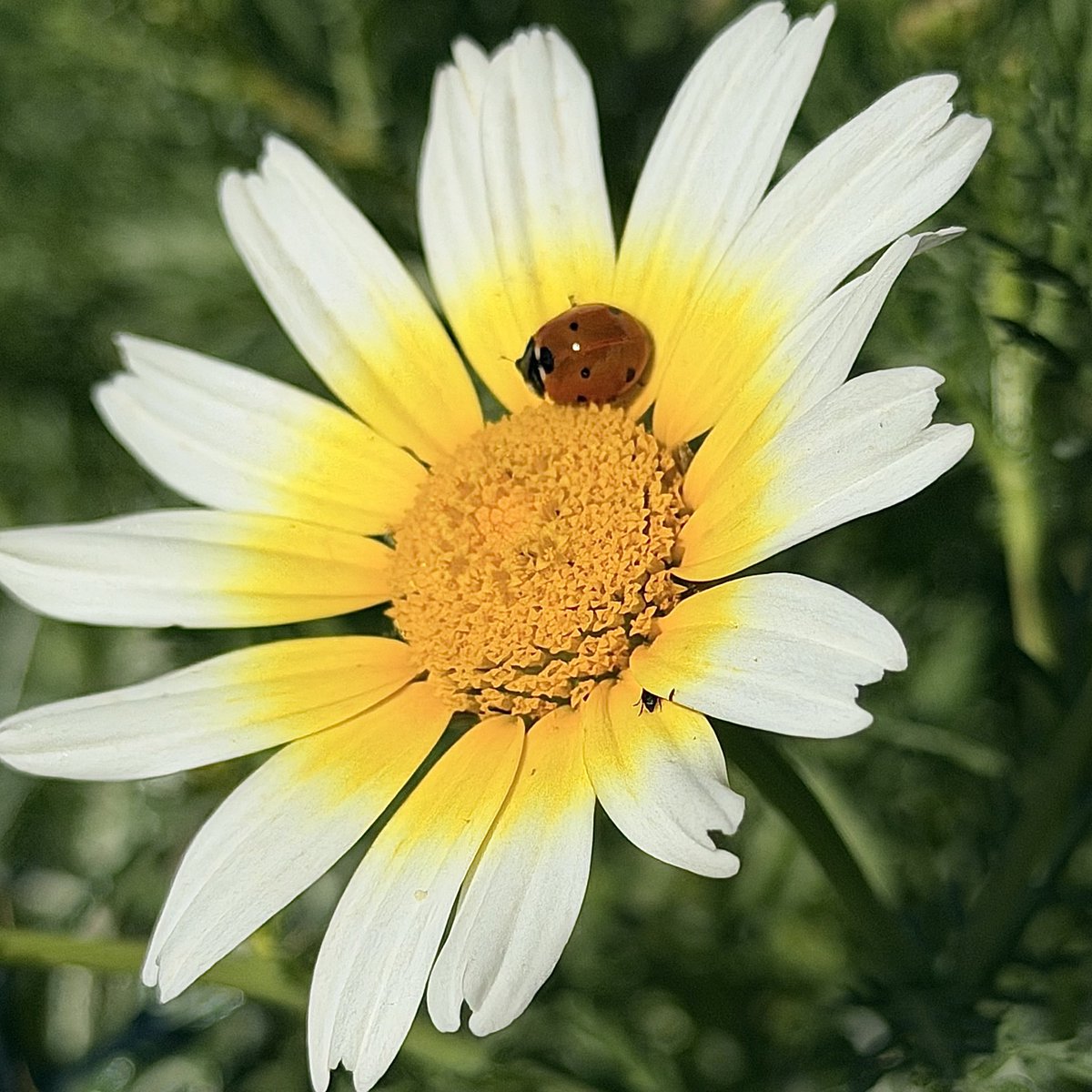 Carpe Diem...🍀 tweet media