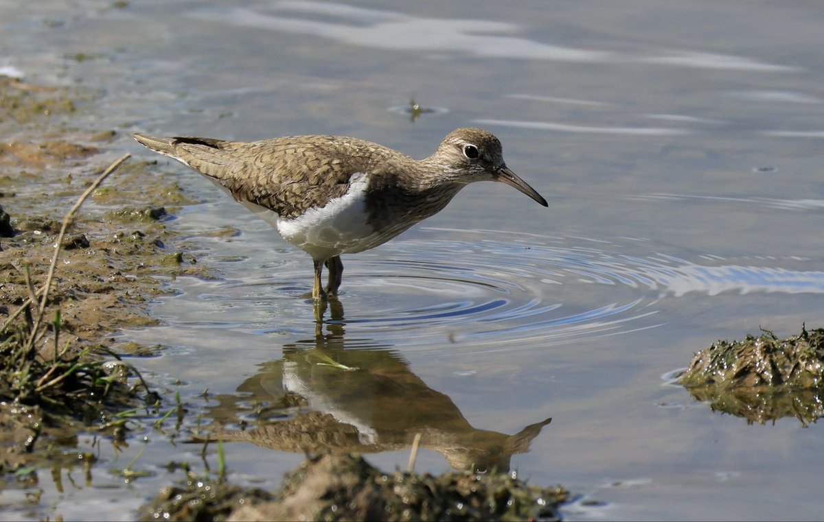 sett_ava's tweet photo. Common sandpiper, East Lea, Filey Bird Obs https://t.co/j1fEoAxNnu