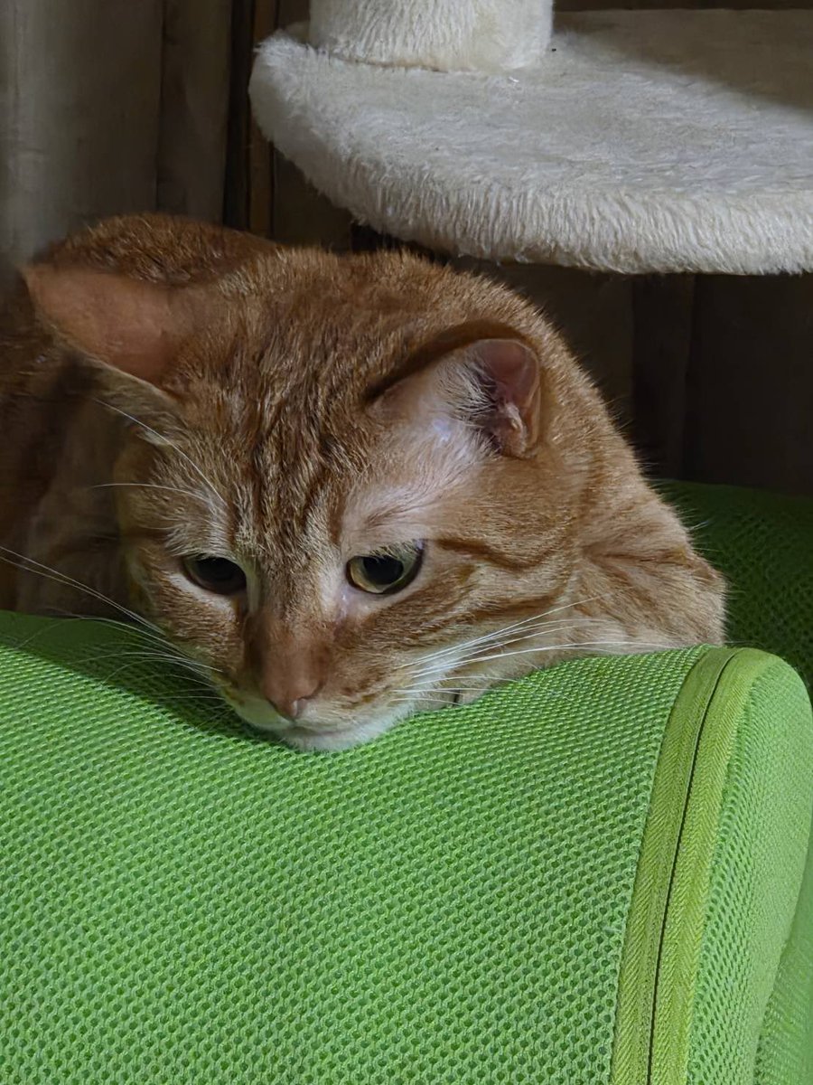 官兵衛@壁を取っ払うのが大好きな党支持 tweet media