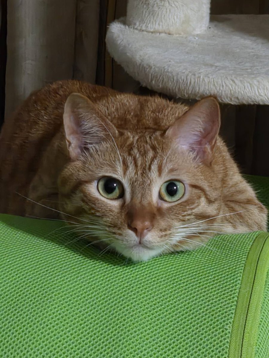 官兵衛@壁を取っ払うのが大好きな党支持 tweet media